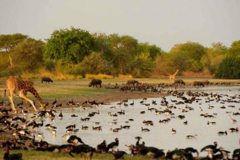 Aouk National Park